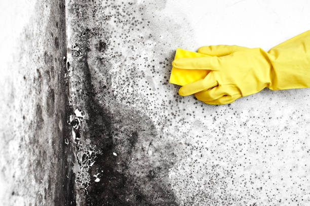 Best Office Mold Removal Services  in Airport, CA