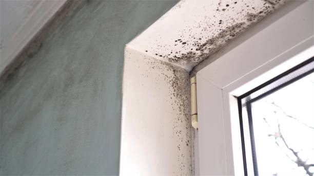 Best Mold Cleaning Services  in Airport, CA