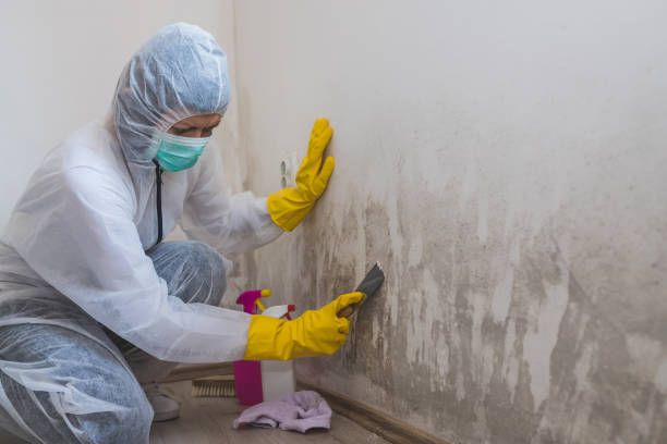 Best Black Mold Removal  in Airport, CA
