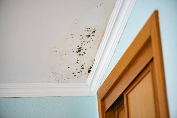 Best Home Mold Removal  in Airport, CA