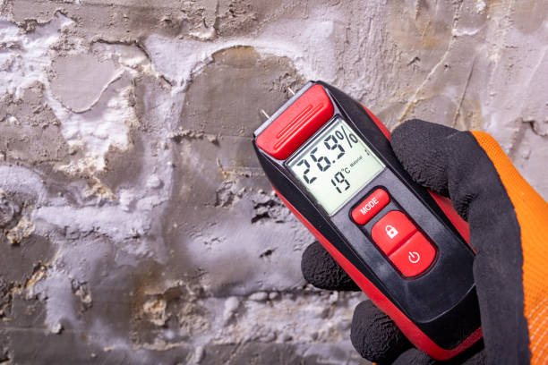 Best Mold Removal Company Near Me  in Airport, CA