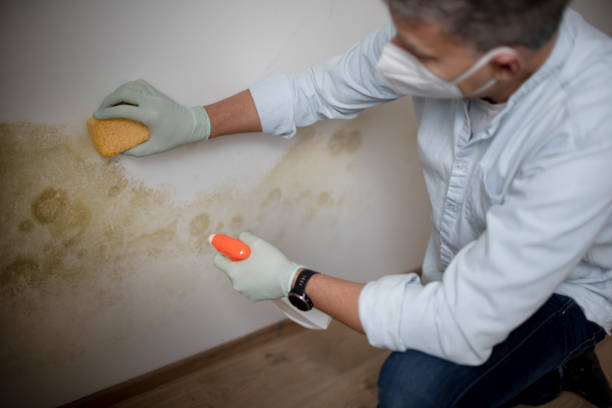 Best Residential Mold Removal  in Airport, CA