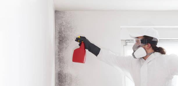 Best Attic Mold Removal  in Airport, CA