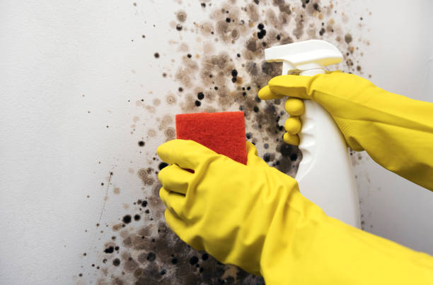 Mold Testing and Removal in Airport, CA