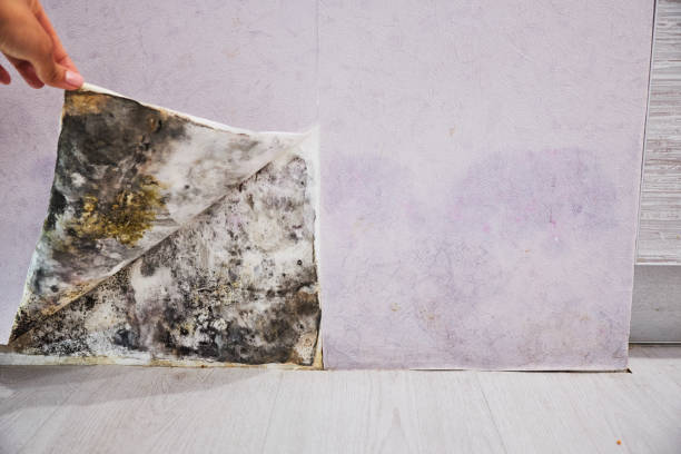 Airport, CA Mold Removal Company